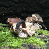 Gymnopus brassicolens var. brassicolens image