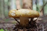Lactarius citriolens image
