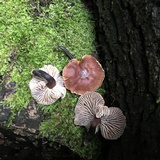 Gymnopus brassicolens var. brassicolens image