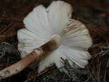 Lepiota flammeatincta image