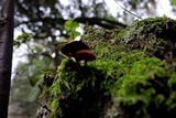 Tubaria vinicolor image