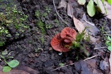 Tubaria vinicolor image