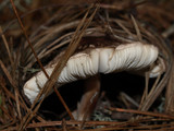 Lepiota flammeatincta image