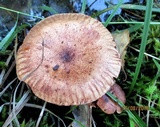 Tricholoma fulvum image