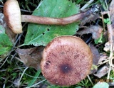 Tricholoma fulvum image