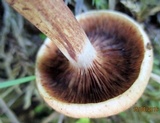 Tricholoma fulvum image