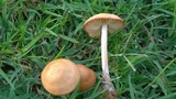 Marasmius oreades image