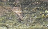 Image of Petractis nodispora
