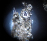 Petractis nodispora image