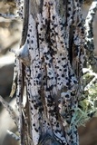 Lecanactis californica image
