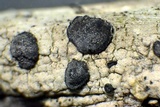 Lecanactis californica image