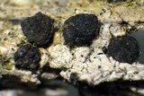 Lecanactis californica image
