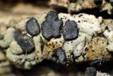 Lecanactis californica image