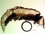 Lecanactis californica image