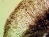 Lecanactis californica image