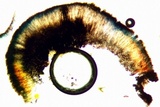 Lecanactis californica image