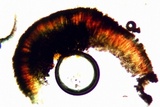 Lecanactis californica image