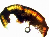 Lecanactis californica image