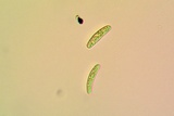 Lecanactis californica image
