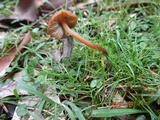 Psilocybe papuana image