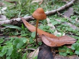 Psilocybe papuana image