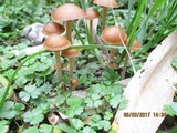 Psilocybe papuana image