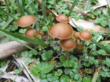 Psilocybe papuana image