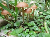 Psilocybe papuana image