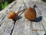 Psilocybe papuana image