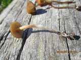 Psilocybe papuana image