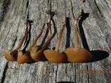 Psilocybe papuana image