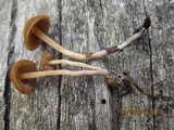 Psilocybe papuana image