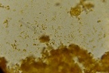 Lepiota thiersii image