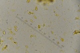 Lepiota thiersii image