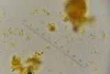 Lepiota thiersii image
