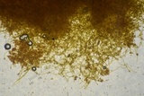 Polycephalomyces tomentosus image