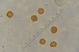 Polycephalomyces tomentosus image