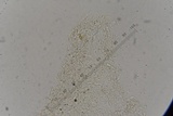 Lepiota thiersii image