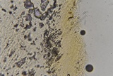 Lepiota thiersii image