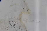 Lepiota thiersii image