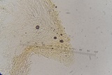 Lepiota thiersii image