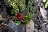 Tubaria vinicolor image