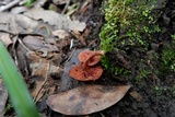 Tubaria vinicolor image