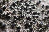Thelomma mammosum image