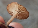 Omphalina pyxidata image