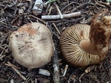 Tricholoma moseri image