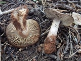 Tricholoma moseri image