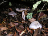 Cortinarius griseoviolaceus image