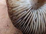 Tricholoma moseri image
