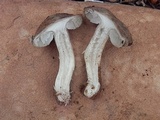 Tricholoma moseri image